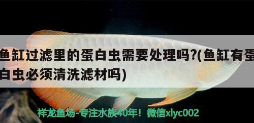 魚缸過(guò)濾里的蛋白蟲需要處理嗎?(魚缸有蛋白蟲必須清洗濾材嗎)