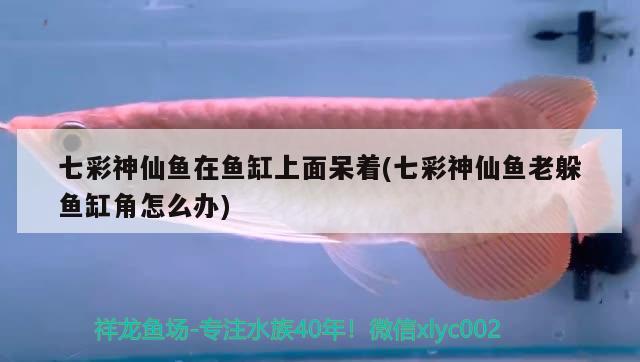 七彩神仙魚在魚缸上面呆著(七彩神仙魚老躲魚缸角怎么辦)