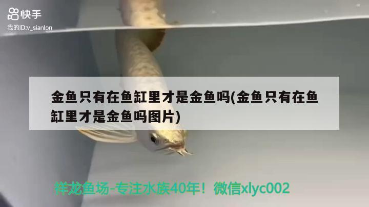 金魚只有在魚缸里才是金魚嗎(金魚只有在魚缸里才是金魚嗎圖片) 水族用品