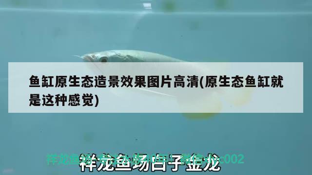 魚(yú)缸原生態(tài)造景效果圖片高清(原生態(tài)魚(yú)缸就是這種感覺(jué))