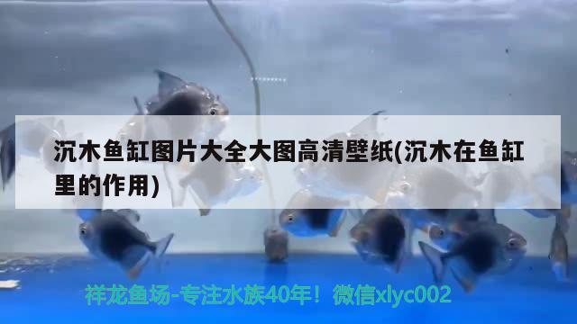 沉木魚缸圖片大全大圖高清壁紙(沉木在魚缸里的作用) 魟魚百科 第3張