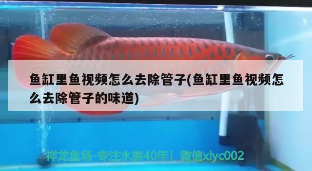 魚缸里魚視頻怎么去除管子(魚缸里魚視頻怎么去除管子的味道)