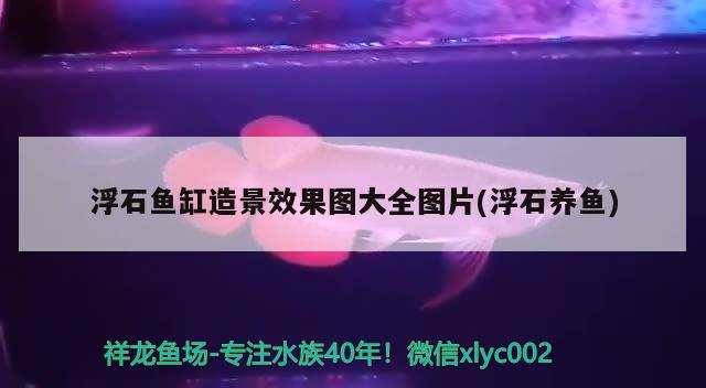 浮石魚缸造景效果圖大全圖片(浮石養(yǎng)魚) 白子紅龍魚 第2張