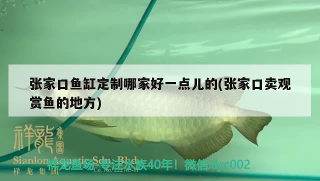 張家口魚缸定制哪家好一點兒的(張家口賣觀賞魚的地方) ?；?異型虎魚/純色虎魚