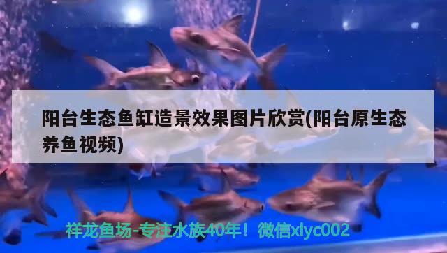 陽臺生態(tài)魚缸造景效果圖片欣賞(陽臺原生態(tài)養(yǎng)魚視頻) 狗頭魚