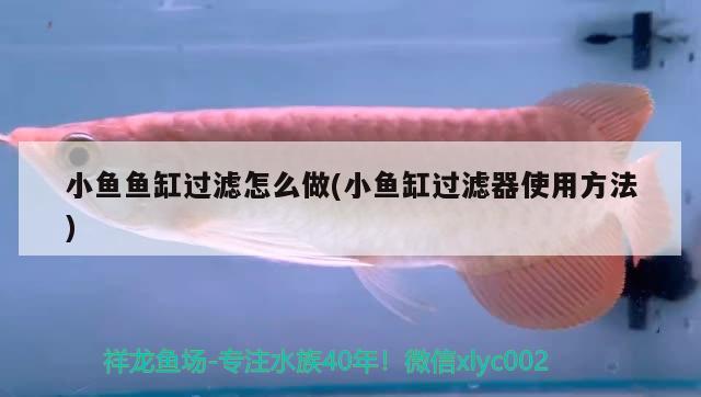 小魚魚缸過濾怎么做(小魚缸過濾器使用方法) 熱帶魚魚苗批發(fā)