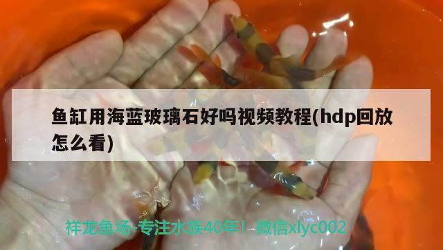 魚缸用海藍(lán)玻璃石好嗎視頻教程(hdp回放怎么看)