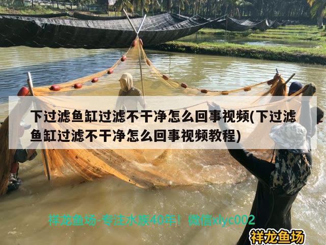 下過濾魚缸過濾不干凈怎么回事視頻(下過濾魚缸過濾不干凈怎么回事視頻教程)