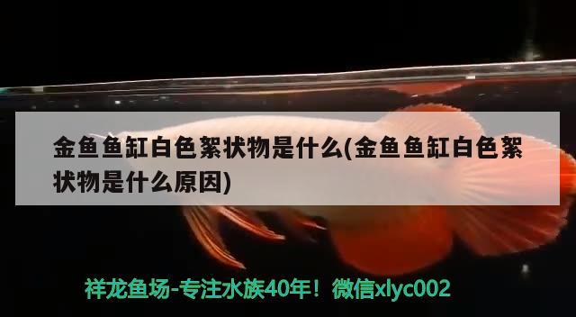 金魚魚缸白色絮狀物是什么(金魚魚缸白色絮狀物是什么原因) 月光鴨嘴魚