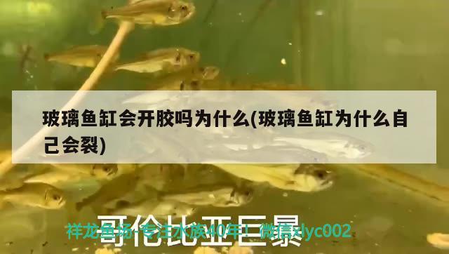 玻璃魚缸會開膠嗎為什么(玻璃魚缸為什么自己會裂) 廣州祥龍國際水族貿易