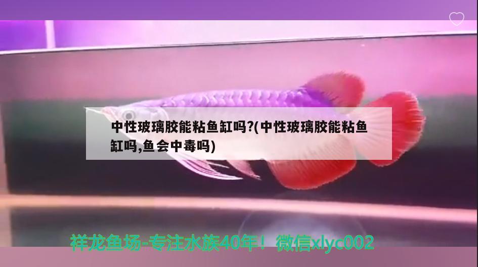 中性玻璃膠能粘魚缸嗎?(中性玻璃膠能粘魚缸嗎,魚會中毒嗎)