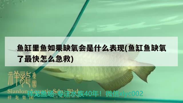 魚(yú)缸里魚(yú)如果缺氧會(huì)是什么表現(xiàn)(魚(yú)缸魚(yú)缺氧了最快怎么急救) 黃金斑馬魚(yú)