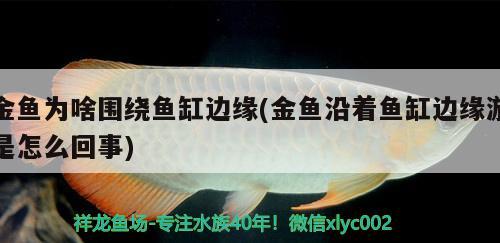 金魚為啥圍繞魚缸邊緣(金魚沿著魚缸邊緣游是怎么回事) 過背金龍魚 第2張