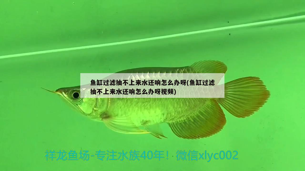 魚缸過濾抽不上來水還響怎么辦呀(魚缸過濾抽不上來水還響怎么辦呀視頻)