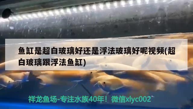 魚缸是超白玻璃好還是浮法玻璃好呢視頻(超白玻璃跟浮法魚缸) ?；?異型虎魚/純色虎魚