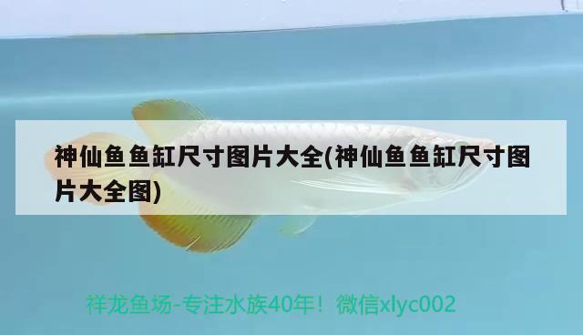 神仙魚(yú)魚(yú)缸尺寸圖片大全(神仙魚(yú)魚(yú)缸尺寸圖片大全圖) 蘇虎苗（蘇門(mén)答臘虎魚(yú)苗）