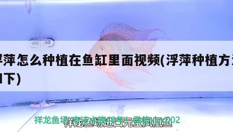 浮萍怎么種植在魚缸里面視頻(浮萍種植方法如下) 福滿鉆魚