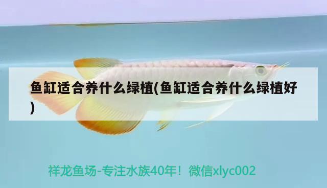 魚缸適合養(yǎng)什么綠植(魚缸適合養(yǎng)什么綠植好) 朱巴利魚