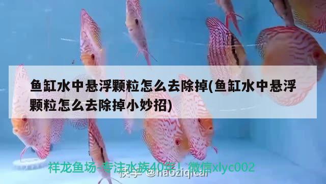 魚缸水中懸浮顆粒怎么去除掉(魚缸水中懸浮顆粒怎么去除掉小妙招)