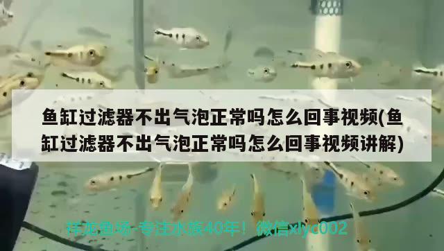 魚缸過(guò)濾器不出氣泡正常嗎怎么回事視頻(魚缸過(guò)濾器不出氣泡正常嗎怎么回事視頻講解)