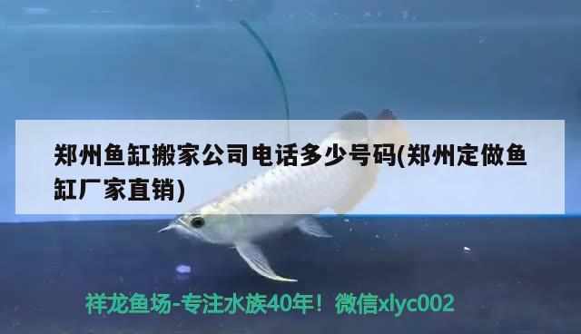 鄭州魚缸搬家公司電話多少號碼(鄭州定做魚缸廠家直銷) 黃金達摩魚