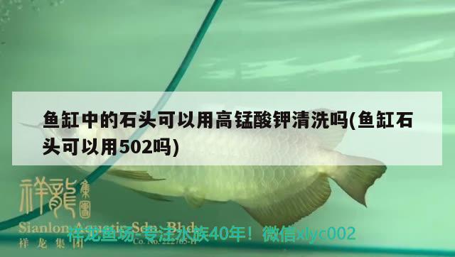 魚缸中的石頭可以用高錳酸鉀清洗嗎(魚缸石頭可以用502嗎) 黃吉金龍（白子金龍魚）