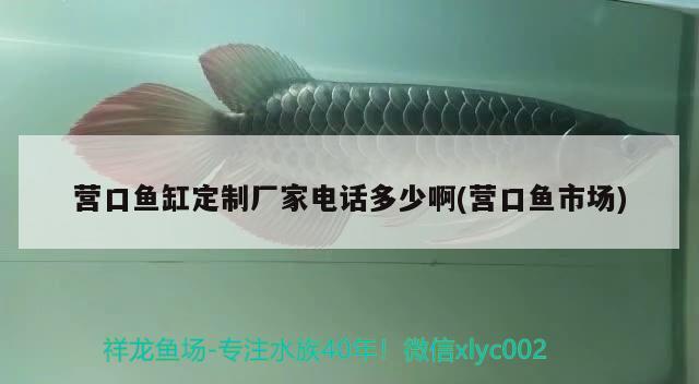 營口魚缸定制廠家電話多少啊(營口魚市場) 委內(nèi)瑞拉奧里諾三間魚苗 第2張