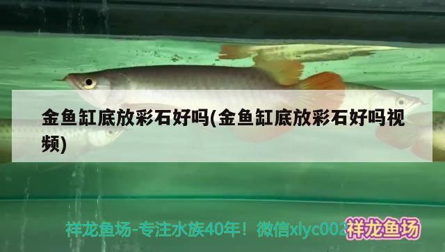 金魚缸底放彩石好嗎(金魚缸底放彩石好嗎視頻) 紅龍福龍魚