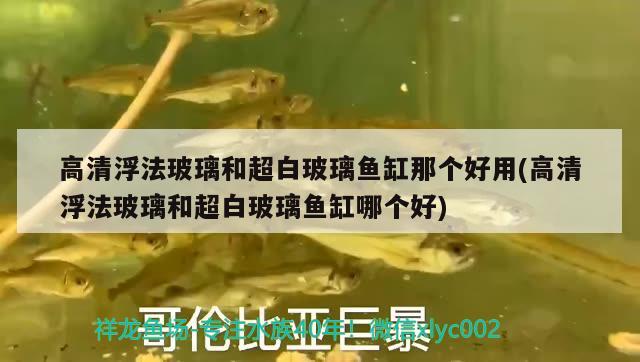 高清浮法玻璃和超白玻璃魚缸那個好用(高清浮法玻璃和超白玻璃魚缸哪個好) 翡翠鳳凰魚