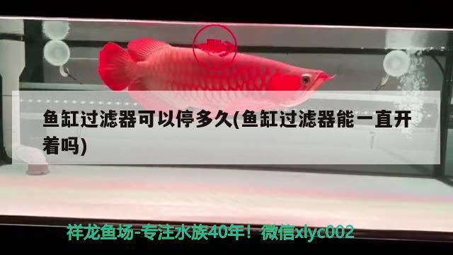 魚缸過濾器可以停多久(魚缸過濾器能一直開著嗎) 翡翠鳳凰魚