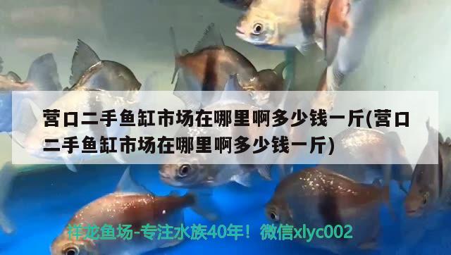 營口二手魚缸市場在哪里啊多少錢一斤(營口二手魚缸市場在哪里啊多少錢一斤) 羽毛刀魚苗