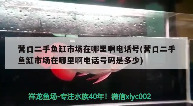 營口二手魚缸市場在哪里啊電話號(營口二手魚缸市場在哪里啊電話號碼是多少) 金三間魚