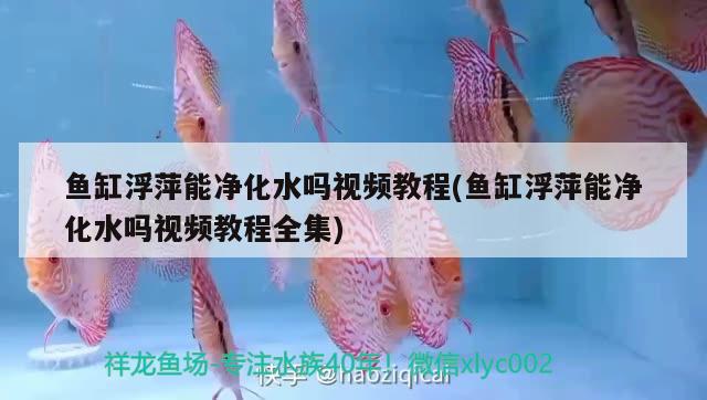 魚缸浮萍能凈化水嗎視頻教程(魚缸浮萍能凈化水嗎視頻教程全集) 一眉道人魚苗