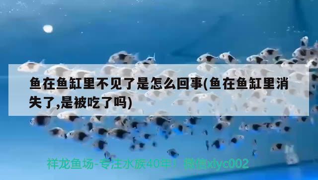 魚在魚缸里不見了是怎么回事(魚在魚缸里消失了,是被吃了嗎)