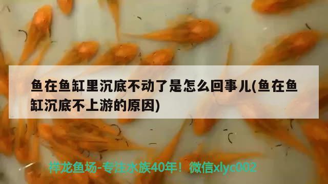 魚在魚缸里沉底不動(dòng)了是怎么回事兒(魚在魚缸沉底不上游的原因) 錦鯉池魚池建設(shè)