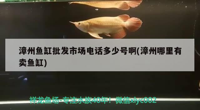 漳州魚缸批發(fā)市場(chǎng)電話多少號(hào)啊(漳州哪里有賣魚缸)