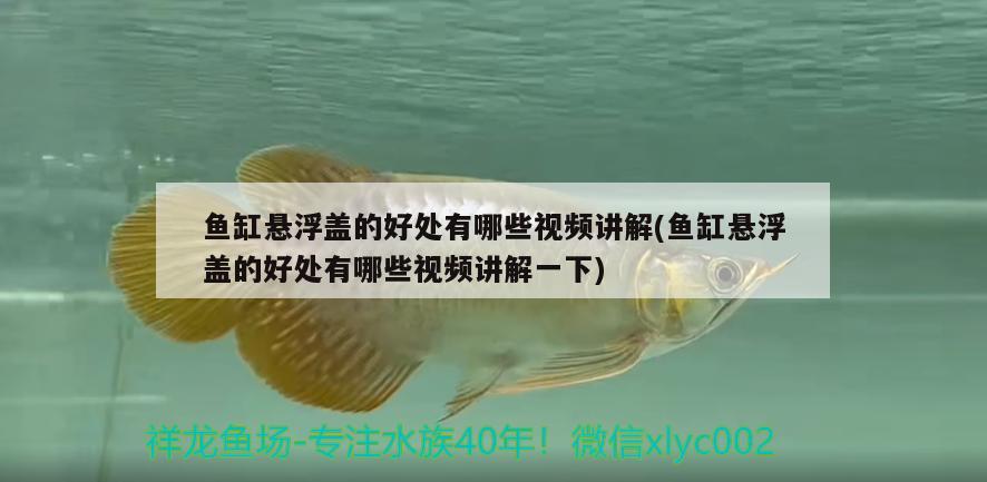 魚缸懸浮蓋的好處有哪些視頻講解(魚缸懸浮蓋的好處有哪些視頻講解一下) 黑金魟魚