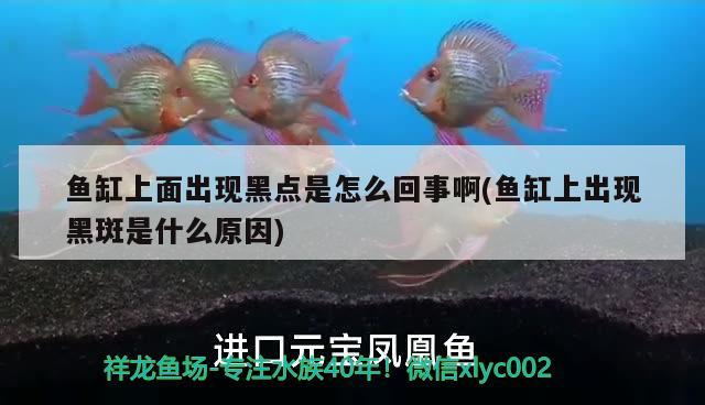 魚缸上面出現(xiàn)黑點是怎么回事啊(魚缸上出現(xiàn)黑斑是什么原因)