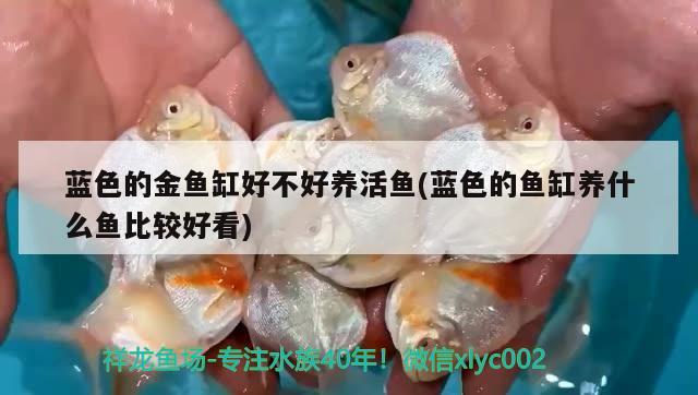 藍色的金魚缸好不好養(yǎng)活魚(藍色的魚缸養(yǎng)什么魚比較好看) 龍魚專用燈