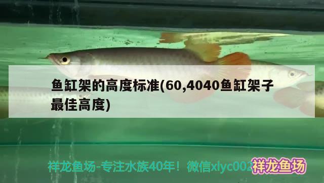 魚缸架的高度標(biāo)準(zhǔn)(60,4040魚缸架子最佳高度) 狗仔（招財(cái)貓)魚苗