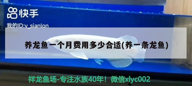 養(yǎng)龍魚一個月費(fèi)用多少合適(養(yǎng)一條龍魚)