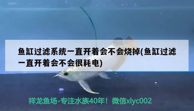 魚缸過濾系統(tǒng)一直開著會(huì)不會(huì)燒掉(魚缸過濾一直開著會(huì)不會(huì)很耗電)