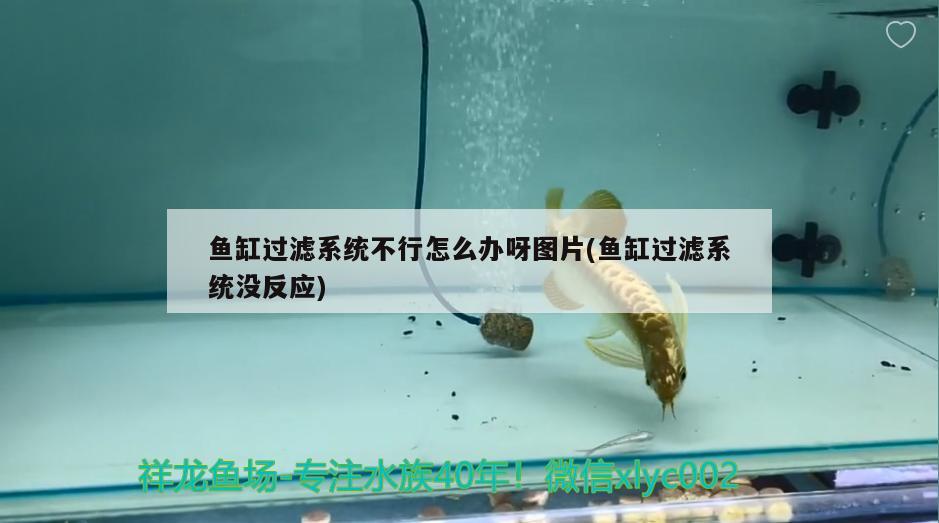 魚(yú)缸過(guò)濾系統(tǒng)不行怎么辦呀圖片(魚(yú)缸過(guò)濾系統(tǒng)沒(méi)反應(yīng))