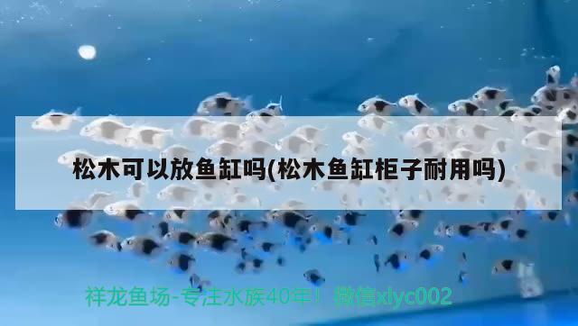 松木可以放魚缸嗎(松木魚缸柜子耐用嗎) 翡翠鳳凰魚