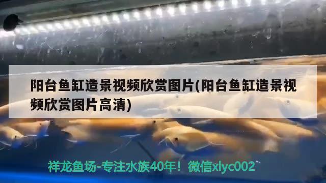 陽臺魚缸造景視頻欣賞圖片(陽臺魚缸造景視頻欣賞圖片高清)