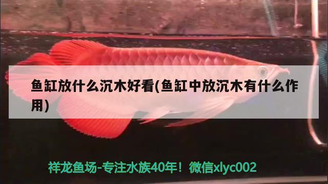 魚缸放什么沉木好看(魚缸中放沉木有什么作用) 飛鳳魚苗