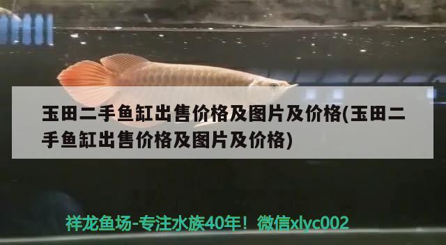 玉田二手魚缸出售價格及圖片及價格(玉田二手魚缸出售價格及圖片及價格) 七紋巨鯉魚