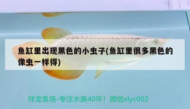 魚缸里出現(xiàn)黑色的小蟲子(魚缸里很多黑色的像蟲一樣得)