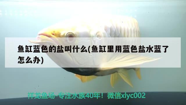 魚缸藍色的鹽叫什么(魚缸里用藍色鹽水藍了怎么辦)