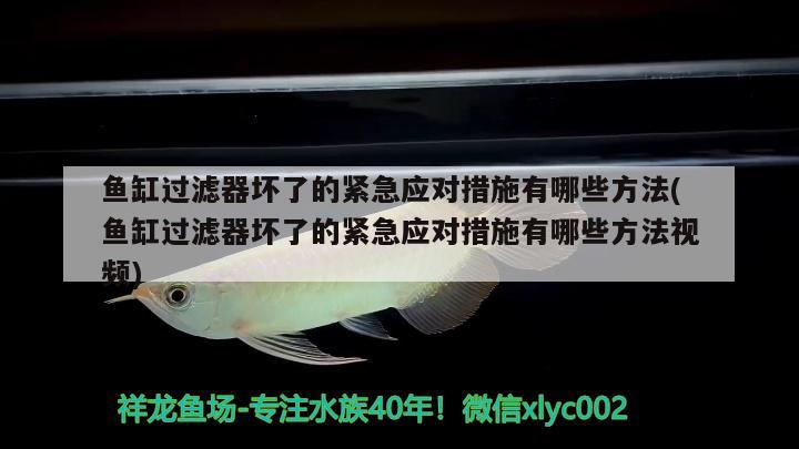 魚缸過濾器壞了的緊急應對措施有哪些方法(魚缸過濾器壞了的緊急應對措施有哪些方法視頻) 水族世界